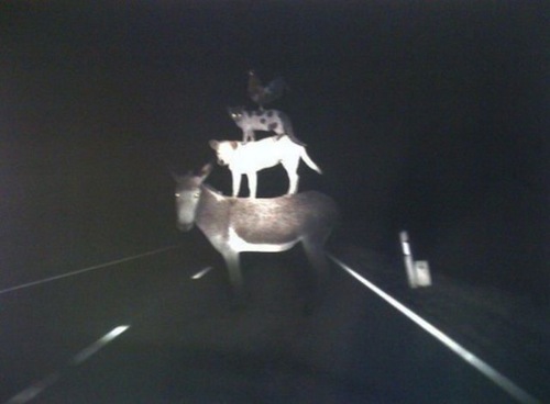 2010_08_05_14_37_romario_freevar_com_sv_69